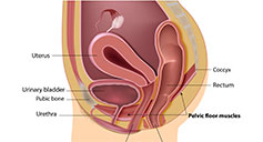 anatomy photo of the female reproductive system.